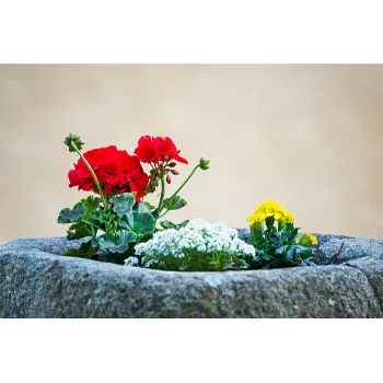 Natural Marigold Plant